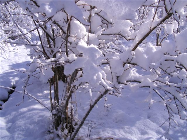 Snow on Blueberry Bush
